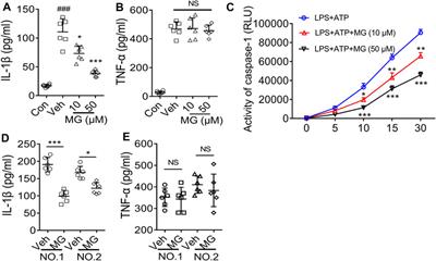 Methyl Gallate Improves Hyperuricemia Nephropathy Mice Through Inhibiting NLRP3 Pathway